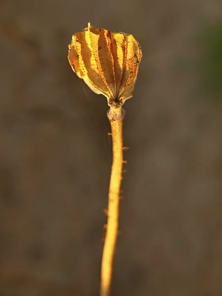 Viejas cabezas secas de amapola bajo el sol de la noche. Cabezas de amapola marrón con marcas de noble . — Foto de Stock