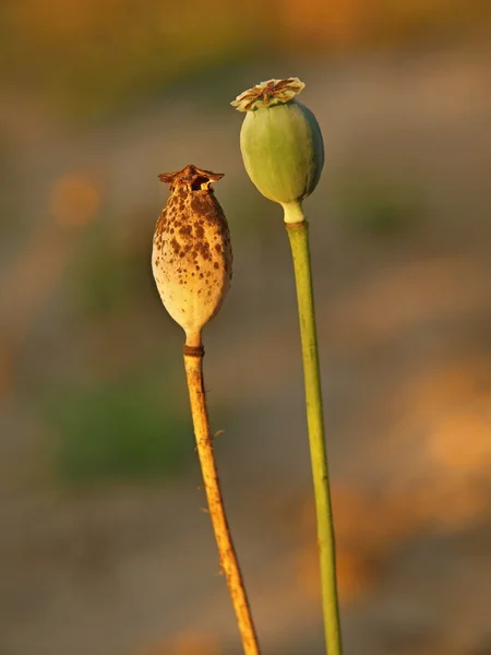 Old dry poppy heads in evening sunshine. Brown popy heads with marks of noble. — Stock Photo, Image