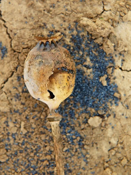 Velhas cabeças de papoila quebradas secas em solo seco de argila rachada. Cabeças de papoula marrom com marcas de nobre . — Fotografia de Stock