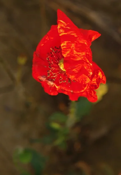 Κόκκινη παπαρούνα (Papaver rhoeas) με έξω από το πεδίο παπαρούνας εστίαση στην πλάτη — Φωτογραφία Αρχείου