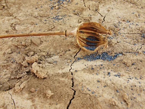 古い壊れたポピー ヘッドひびの入った粘土の乾燥した地面に乾燥します。高貴な記号付き茶色のポピー頭. — ストック写真