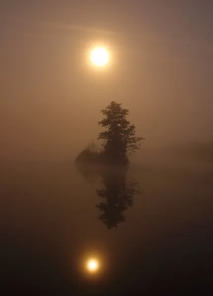 Vista nocturna a la isla con árbol sobre el agua escondido en la niebla. Luna llena detrás del pico del árbol. La niebla se mueve por encima del nivel del agua . — Foto de Stock