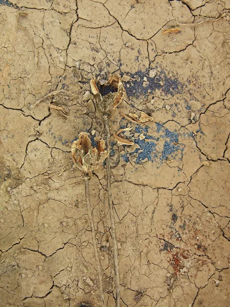 Old dry broken poppy heads on dry ground of cracked clay. Brown poppy heads with marks of noble.