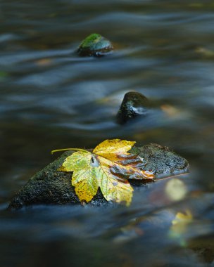 renkli yaprakları, dağ dere sonbahar renkleri. temiz su ile uzun pozlama bulanık.