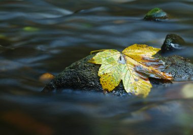 renkli yaprakları, dağ dere sonbahar renkleri. temiz su ile uzun pozlama bulanık.