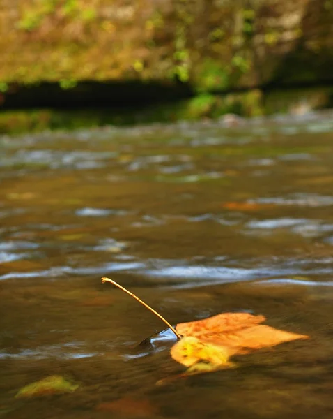 Colorful leaves, autumn colors in mountain stream. Clear water blurred by long exposure. — Stock Photo, Image