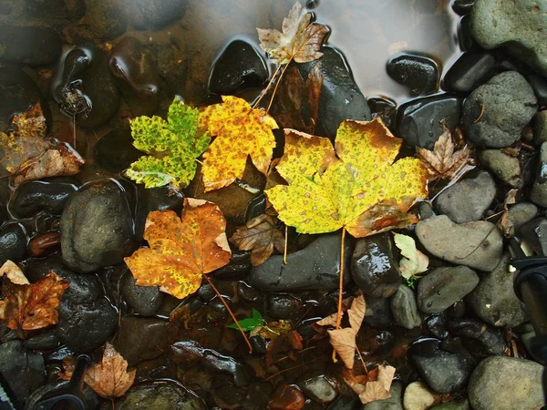 Basalt stones in water of mountain river, first colorful leaves from — Stock Photo, Image