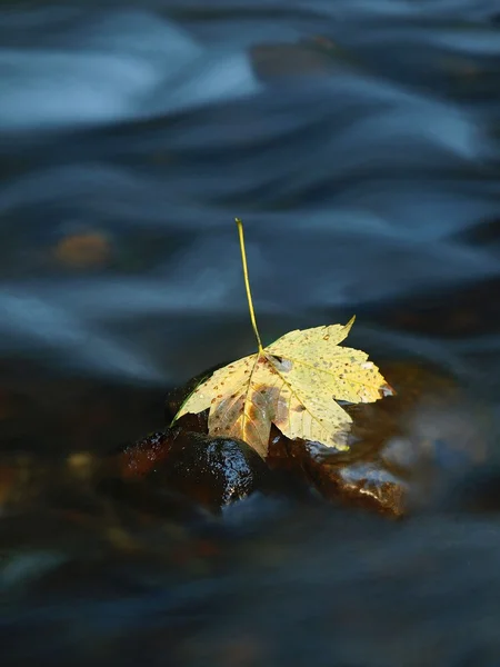 Folhas coloridas, cores de outono no córrego da montanha. Água límpida turva por exposição prolongada . — Fotografia de Stock