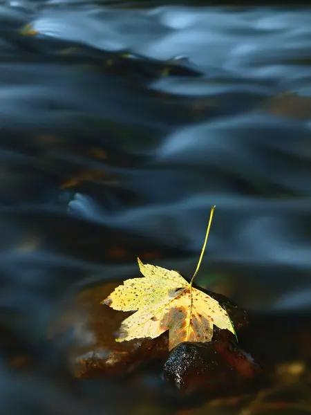 Foglie colorate, colori autunnali in torrente di montagna. Acqua limpida offuscata da lunga esposizione . — Foto Stock