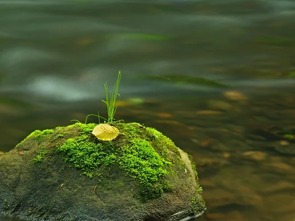 Basalt stones in water of mountain river, first colorful leaves from — Stock Photo, Image