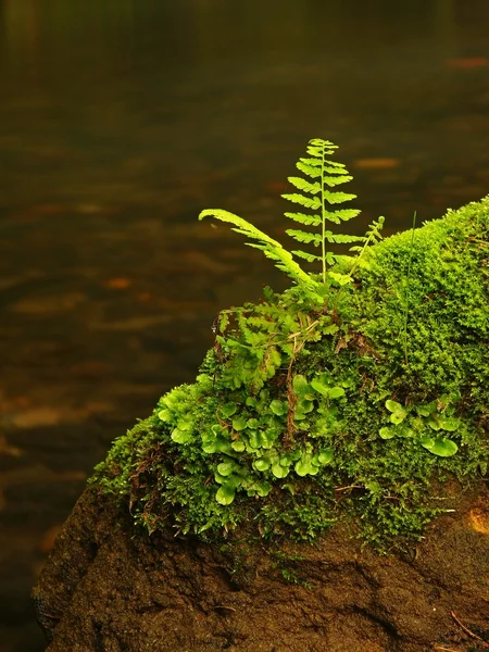 La fine dell'estate a linee fluviali di montagna con rocce di arenaria, grandi massi e alberi colorati . — Foto Stock