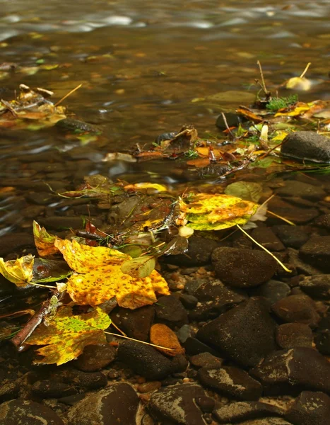 Colorful leaves, autumn colors in mountain stream. Clear water blurred by long exposure. — Stock Photo, Image