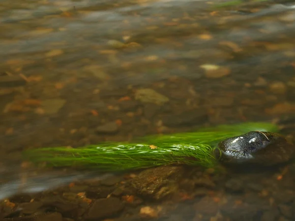 Mossiga boulder i floden under träd på berget river. färsk våren luft på kvällen efter regnig dag, djupt grön färg av ormbunke och moss — Stockfoto