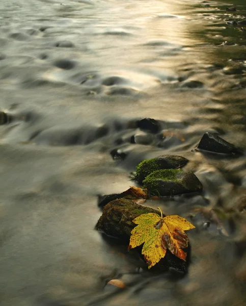 Kleurrijke bladeren, herfst kleuren in bergbeek. helder water wazig door lange blootstelling. — Stockfoto