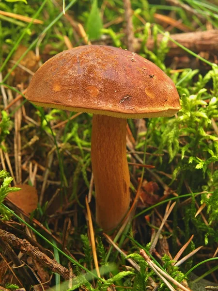 Cogumelo branco castanho fresco escondido em musgo velho e agulhas secas, vista de perto . — Fotografia de Stock