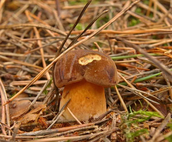 Cogumelo branco castanho fresco escondido em musgo velho e agulhas secas, vista de perto . — Fotografia de Stock