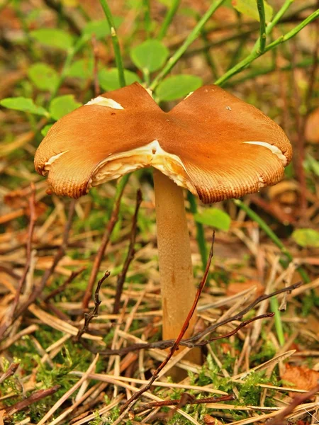 Cogumelo branco castanho fresco escondido em musgo velho e agulhas secas, vista de perto . — Fotografia de Stock