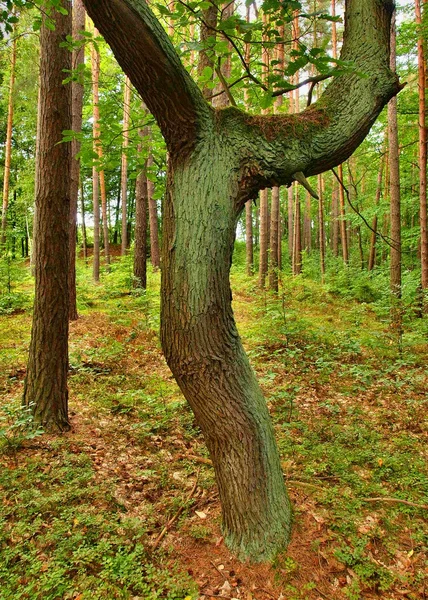 Dancing bended tree in leaves forest, mossy brown bark on curved trunk — Stock Photo, Image
