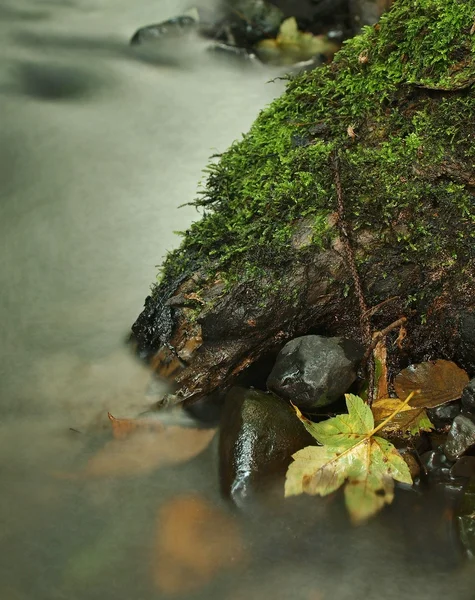 Foglie colorate, colori autunnali in torrente di montagna. Acqua limpida offuscata da lunga esposizione . — Foto Stock