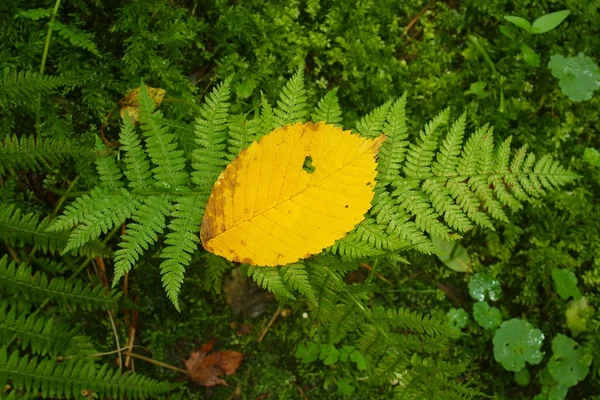 Wet fern stem with yellow aspen leaf in leaves forest. — Stock Photo, Image