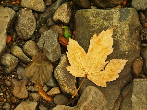 Bunte Blätter des Ahornbaums auf braunem Kies des Flussufers. Herbstfarben. — Stockfoto