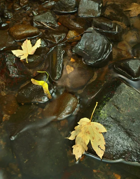 Hojas coloridas, colores otoñales en arroyo de montaña. Agua clara borrosa por exposición prolongada . —  Fotos de Stock