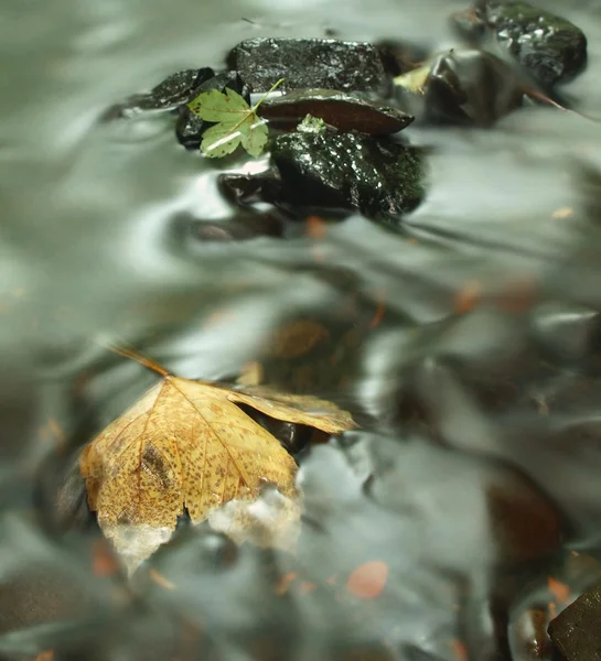 Hojas coloridas, colores otoñales en arroyo de montaña. Agua clara borrosa por exposición prolongada . — Foto de Stock