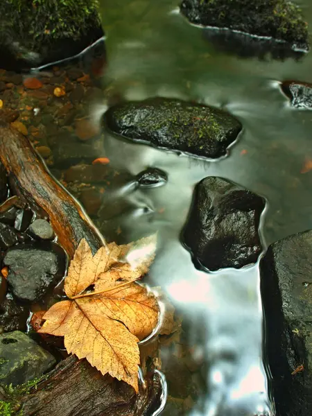 Kolorowe liście, jesienne kolory w górskim potoku. czysta woda, zamazany przez długi czas ekspozycji. — Zdjęcie stockowe