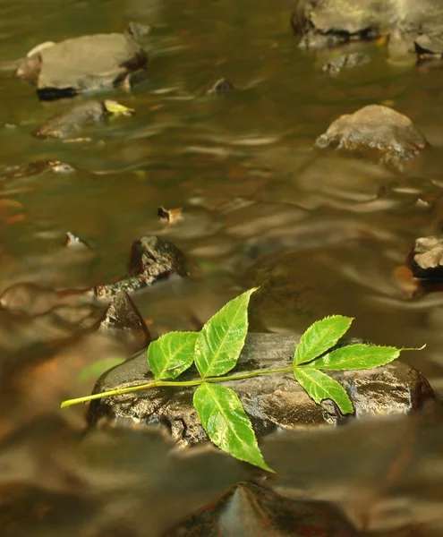 Foglie verdi di frassino, colori autunnali in torrente di montagna. Acqua limpida offuscata da lunga esposizione . — Foto Stock