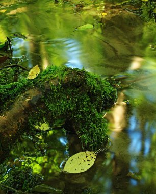 Art arda sıralı küçük dağ dere üzerinde kayaların üzerinden ve yosunlu kökleri arasında akan su.
