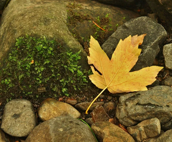 Colorful leaves of maple tree on brown gravel of river bank. Autumn colors. — Stock Photo, Image