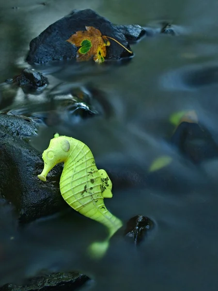 Basalt stenar i vatten av berg flod med övergivna plast gul leksak av sjöhäst, färgglada lönnlöv på basalt boulder i bakgrunden. — Stockfoto
