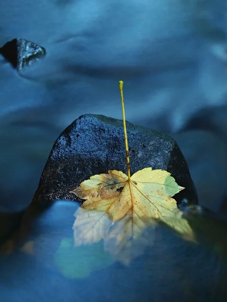 Colorful leaves, autumn colors in mountain stream. Clear water blurred by long exposure. — Stock Photo, Image