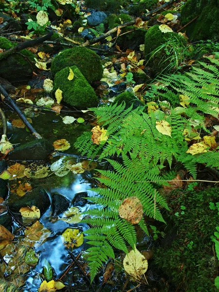 Våt fern stem på basalt boulder i suddiga blå kallt vatten fjällbäck, ljusreflektion i vattennivån. Orange aspen blad. — Stockfoto
