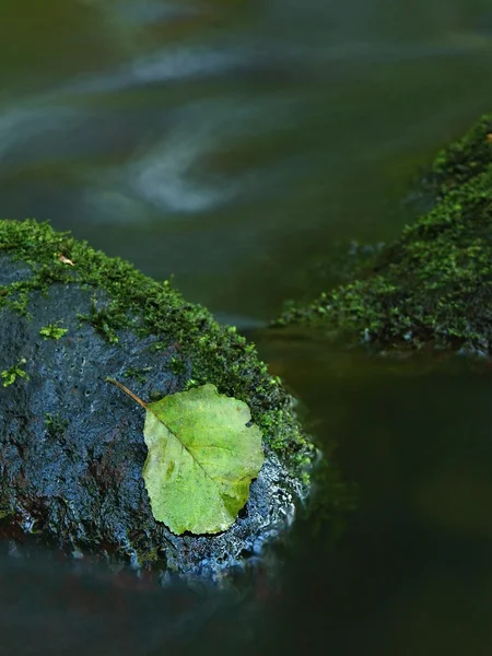 Aspen leaf on mossy exposed basalt boulder in blurred clear water of mountain river, first autumn colors. — Stock Photo, Image