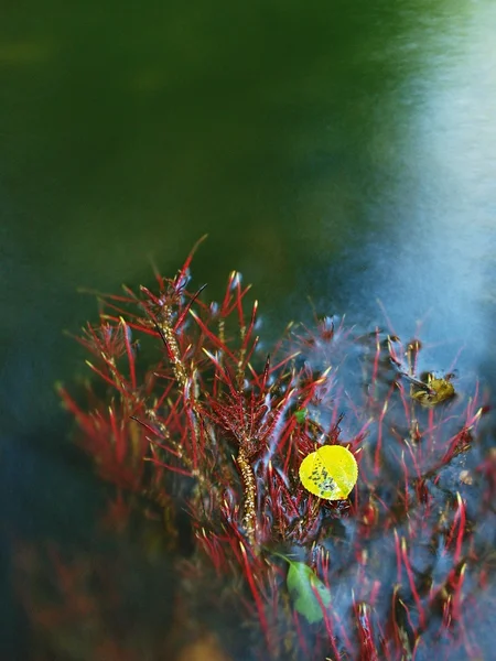 Aspen blad på mild röd exponerade rötter aspen träd i suddig klart vatten i berg floden, första höstfärger. — Stockfoto