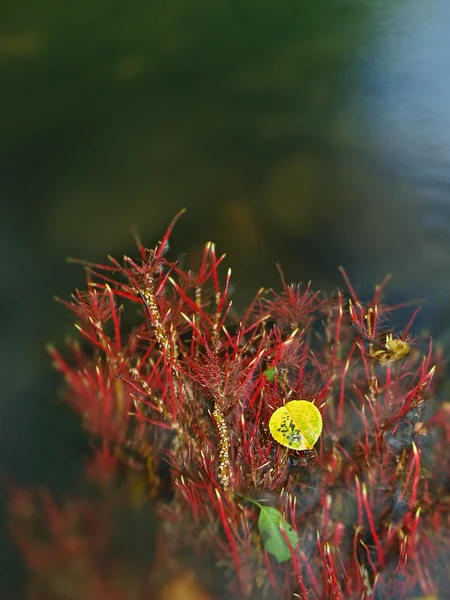 Espenblatt auf sanften roten exponierten Wurzeln der Espe in verschwommenem klarem Wasser des Gebirgsflusses, erste Herbstfarben. — Stockfoto