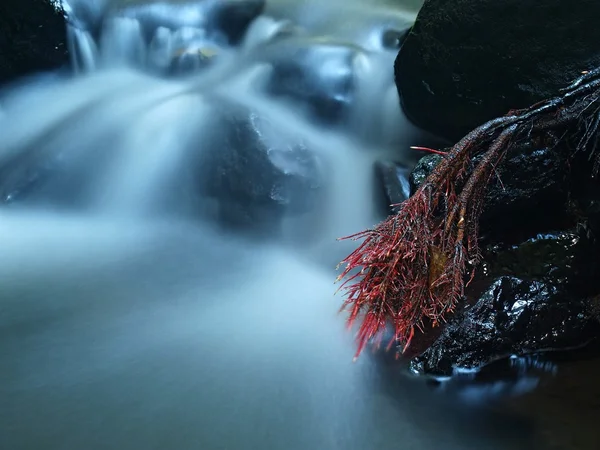 Los cantos rodados de basalto en la corriente rápida del agua del río de montaña, las raíces suaves rojas y rosadas expuestas del árbol del álamo . —  Fotos de Stock