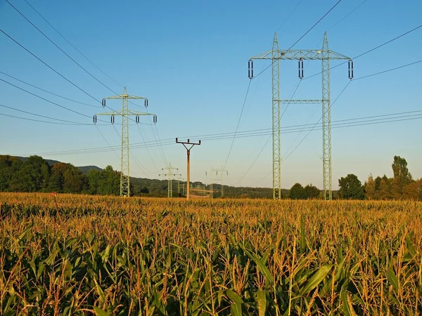 High and small old electric poles in middle of corn field. — Stock Photo, Image