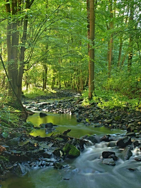 Ruscello di montagna nel verde fresco foglie foresta dopo la giornata piovosa. I primi colori autunnali in raggi di sole serali.La fine dell'estate al fiume di montagna . — Foto Stock