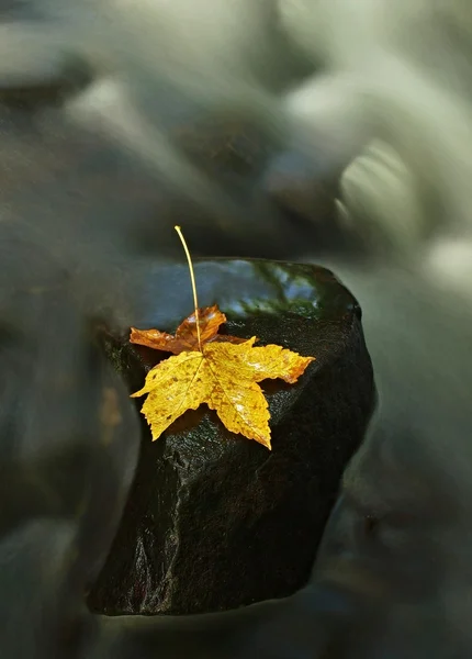 Buntes Blatt des Ahornbaums, Herbstfarben im Gebirgsbach. klares Wasser verschwommen durch lange Belichtung — Stockfoto