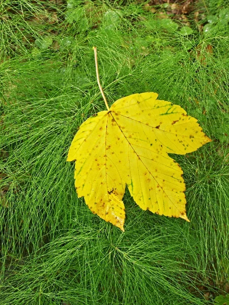 Bright yellow maple leaf fell down on fresh green stems of horsetail. — Stock Photo, Image