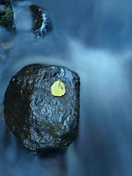 Colorful leaf from aspen tree on basalt boulder in blurred mountain rapid stream. Blue blurred waves, milky smoky water with reflections. — Stock Photo, Image