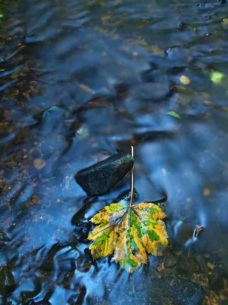 The first colorful leaf from maple tree on basalt mossy stones in blurred water of mountain rapids stream. — Stock Photo, Image