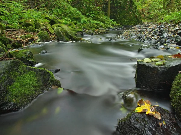 River bank under trees at mountain river with blurred waves. Fresh air in the evening after rainy day, deep green color of mossy boulders covered by maple leaves. — Stock Photo, Image