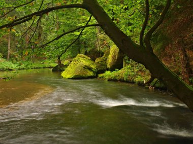 içine derin kumtaşı gulch dağ nehir temiz su ile görüntüleyin. Bulanık su yansımalar ile temizleyin. kaplı vadi kayın ve ilk renkli yaprakları, taze yeşil fern ile akçaağaç.