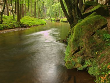 içine derin kumtaşı gulch dağ nehir temiz su ile görüntüleyin. Bulanık su yansımalar ile temizleyin. kaplı vadi kayın ve ilk renkli yaprakları, taze yeşil fern ile akçaağaç.