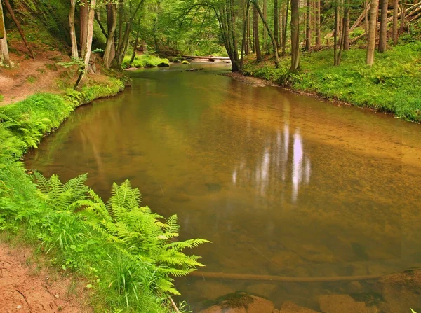 Vista en hondo barranco de arenisca con agua clara de río de montaña. Agua clara y borrosa con reflejos. Las hayas cubiertas del valle y los arces con las primeras hojas coloridas, helecho verde fresco . — Foto de Stock