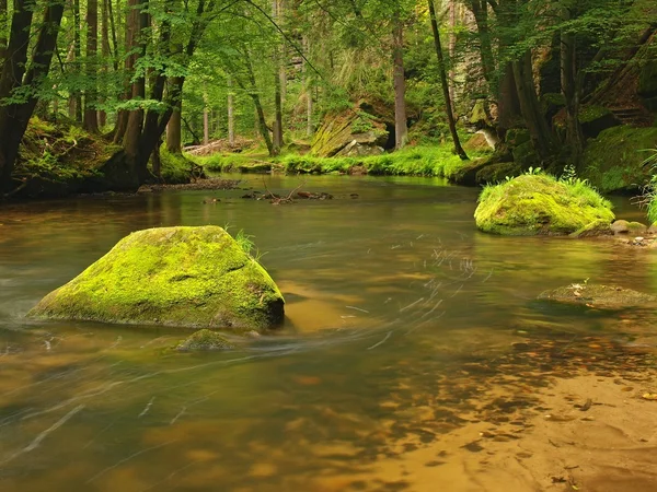 Grandi massi di arenaria muschiata in acqua di fiume di montagna. Acqua chiara e sfocata con riflessi. Faggi ricoperti di gulch e aceri con prime foglie colorate, gocce di pioggia su felce verde chiaro . — Foto Stock