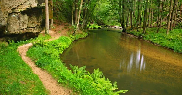 Vista en hondo barranco de arenisca con agua clara de río de montaña. Agua clara y borrosa con reflejos. Las hayas cubiertas del valle y los arces con las primeras hojas coloridas, helecho verde fresco . —  Fotos de Stock